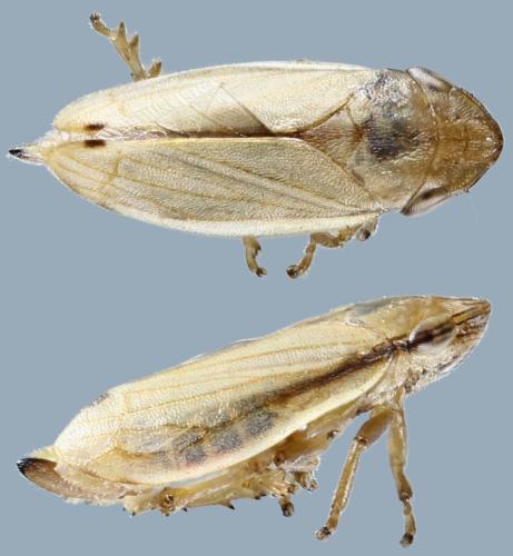 Neophilaenus lineatus